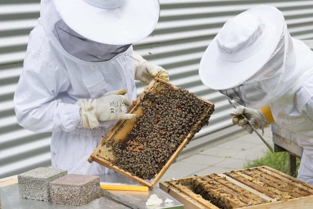 How to start bee keeping?